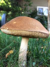 Leccinum scabrum image