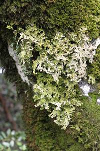 Lobaria pulmonaria image