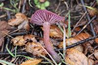 Laccaria amethysteo-occidentalis image