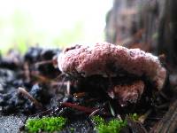 Fomitopsis cajanderi image