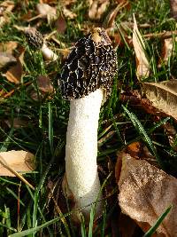 Phallus impudicus var. impudicus image