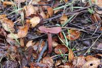 Laccaria amethysteo-occidentalis image