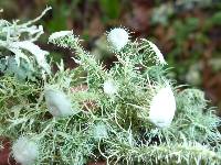 Usnea intermedia image