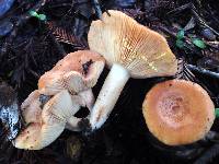 Lactarius xanthogalactus image