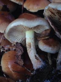 Pholiota velaglutinosa image