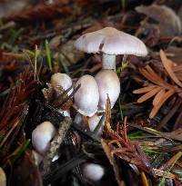 Inocybe geophylla image