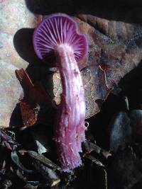 Laccaria amethysteo-occidentalis image