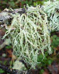 Ramalina farinacea image