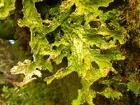 Lobaria pulmonaria image