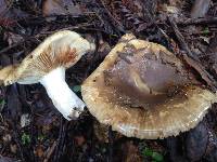 Russula cerolens image