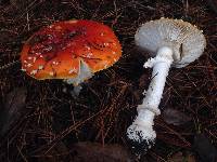 Amanita muscaria image