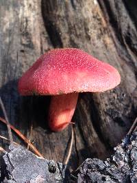 Gymnopilus luteofolius image