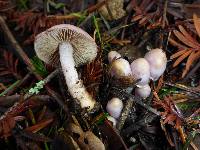 Inocybe geophylla var. lilacina image