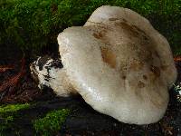 Tricholoma saponaceum image