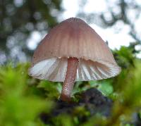 Mycena haematopus image