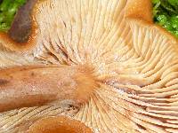 Lactarius rubidus image