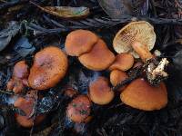 Lactarius rubidus image