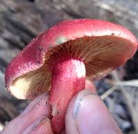 Image of Gymnopilus luteofolius