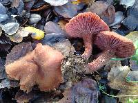 Laccaria amethysteo-occidentalis image