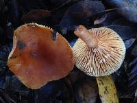 Lactarius rubidus image