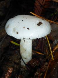 Hygrophorus eburneus image