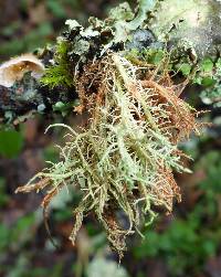 Usnea rubicunda image