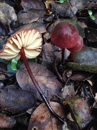 Marasmius plicatulus image