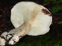 Tricholoma saponaceum image