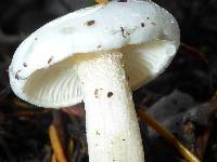 Hygrophorus eburneus image