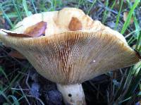 Lactarius alnicola image