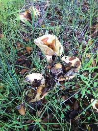 Lactarius alnicola image