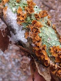 Stereum complicatum image