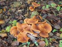 Lactarius rubidus image