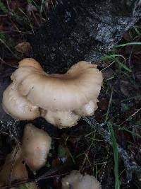 Pleurotus ostreatus image