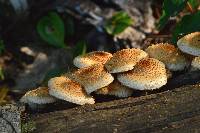 Pholiota squarrosa image