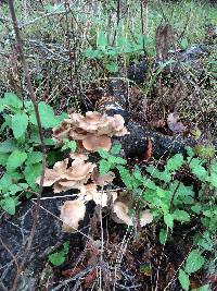 Pleurotus ostreatus image