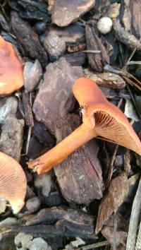 Lactarius rubidus image