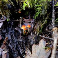 Mycena acicula image