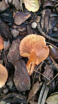 Lactarius rubidus image