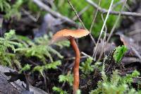 Laccaria laccata image