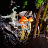 Mycena acicula image