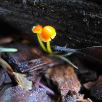 Mycena acicula image