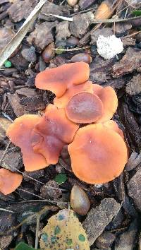 Lactarius rubidus image