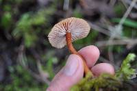 Laccaria laccata image