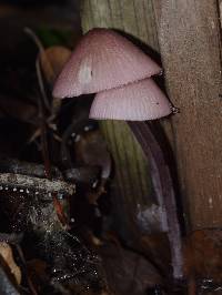 Mycena purpureofusca image