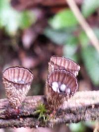 Cyathus striatus image