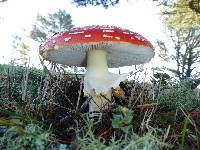 Amanita muscaria image
