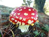 Amanita muscaria image
