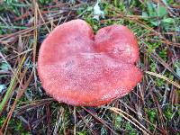 Russula sanguinaria image