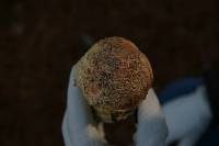 Amanita muscaria image